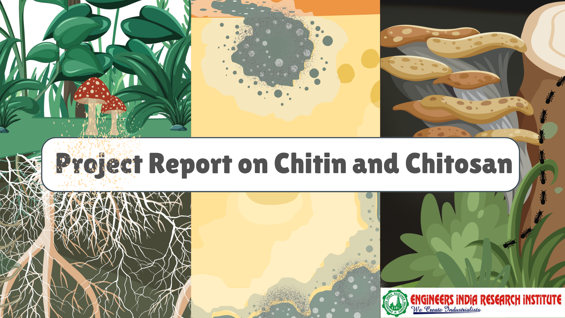 Chitin &amp; Chitosan from Prawn Shell Waste (Cap: 4500 Kg/Day)